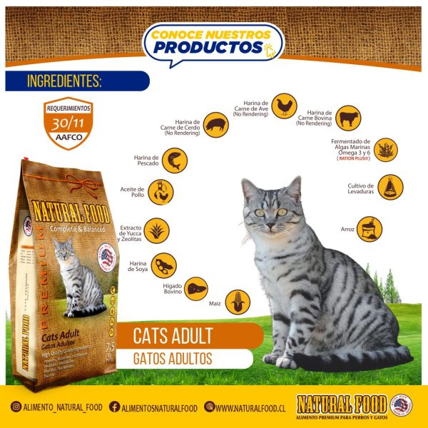 GATO ADULTO - Imagen 3